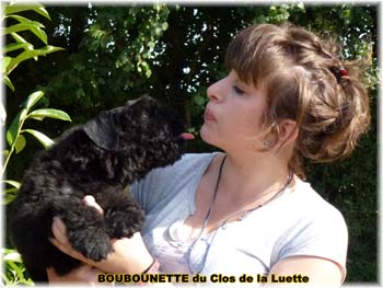 bouvier des flandres photo chiot - Elevage Clos Luette -  COPYRIGHT DEPOSE